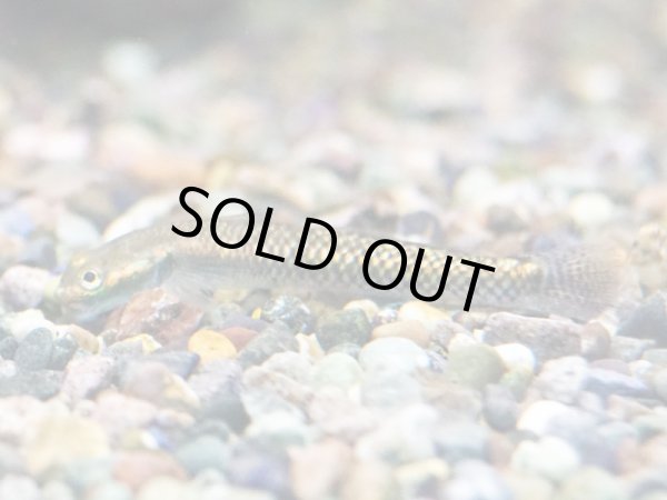 画像2: コンテリボウズハゼ(4cm±)WILDインドネシア (2)