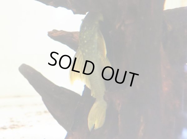 画像2: レモンフィンプレコ(9cm±)WILD (2)