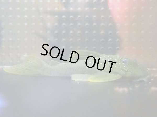 画像2: グリーンイエローフィンプレコ(7cm±) (2)