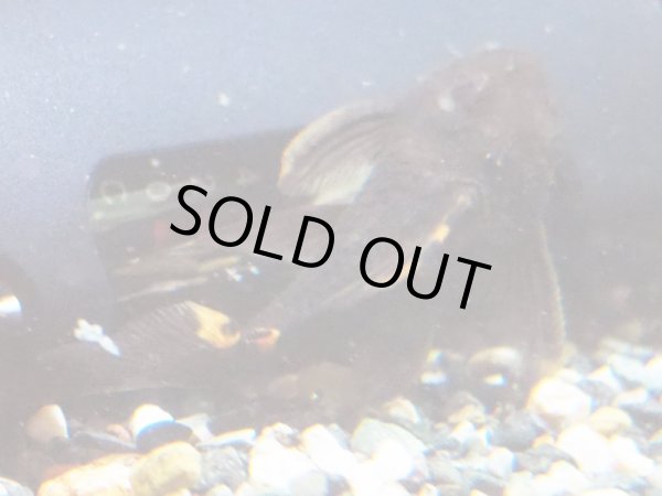 画像3: タイガーフィンサタンプレコ(7cm±)WILD (3)