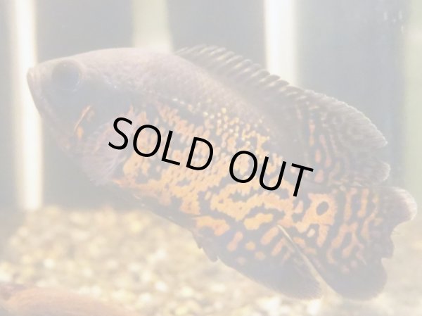 画像2: ルビーレッド オスカー(13cm±) (2)