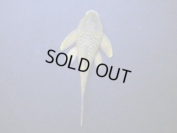 画像3: グリーンイエローフィンプレコ(7cm±) (3)