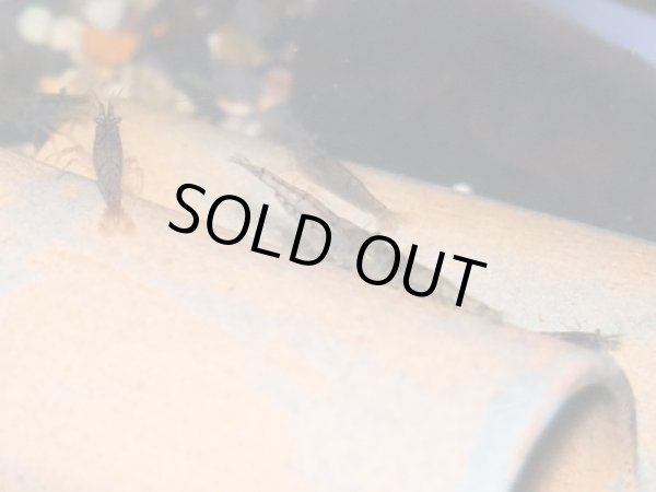 画像2: ミナミヌマエビ 20匹 (2)