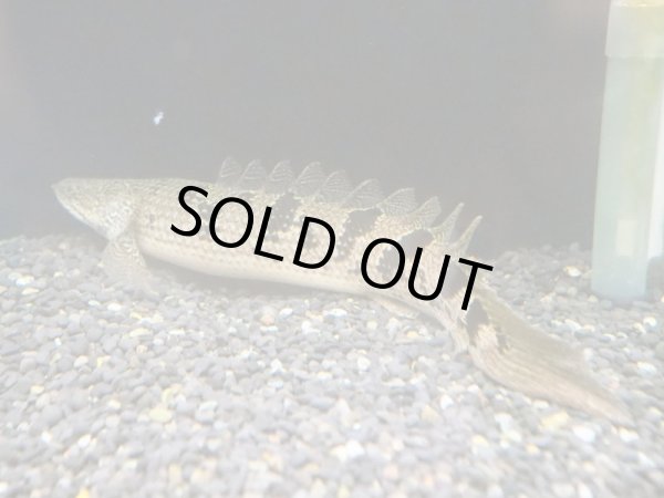 画像3: ポリプテルス デルヘッジィ(20cm±) (3)