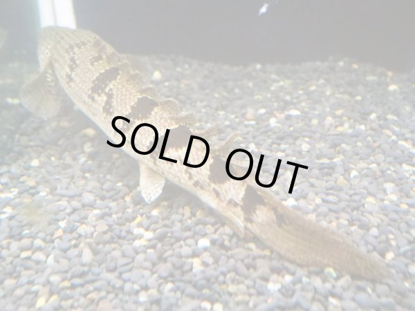 画像2: ポリプテルス デルヘッジィ(20cm±) (2)