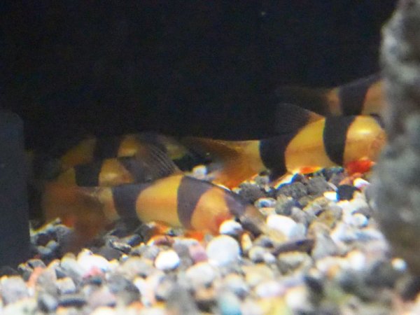 画像4: クラウンローチ(4cm±)ブリード (4)