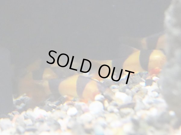 画像4: クラウンローチ(4cm±)ブリード (4)