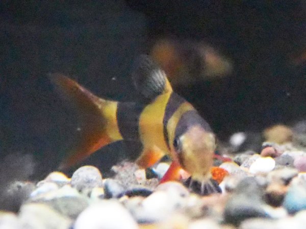 画像2: クラウンローチ(4cm±)ブリード (2)