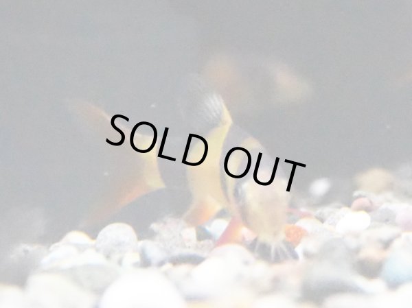 画像2: クラウンローチ(4cm±)ブリード (2)