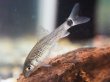 画像2: シルバーフライングフォックス(4cm±) (2)