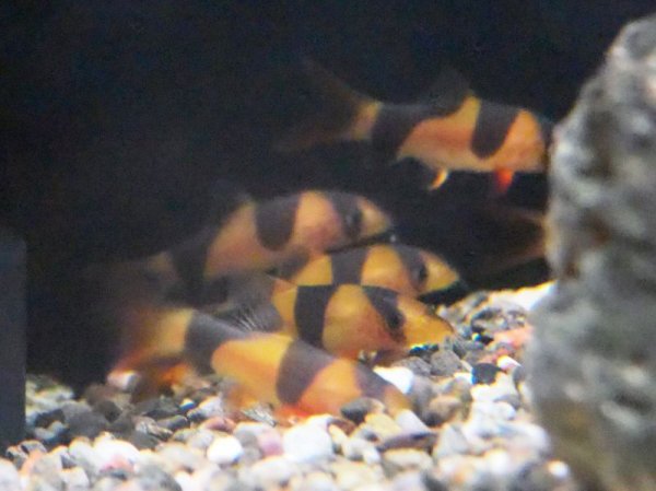 画像3: クラウンローチ(4cm±)ブリード (3)