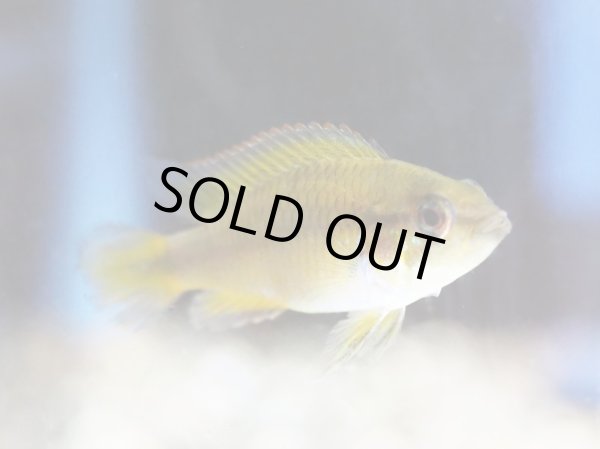 画像2: アピストグラマ アガシジィ 1ペア (2)