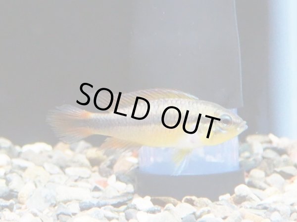 画像3: アピストグラマ アガシジィ 1ペア (3)