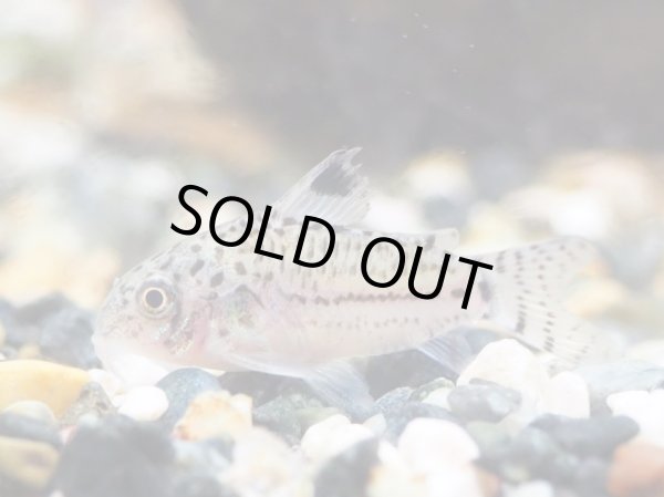 画像2: コリドラス ジュリー(ブリード) (2)