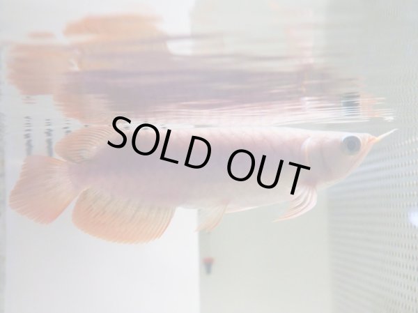 画像3: アジアアロワナ スーパーレッド 血紅龍(13cm±) (3)