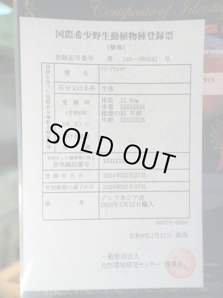 画像5: アジアアロワナ スーパーレッド 血紅龍(13cm±) (5)