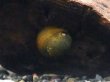 画像3: カバクチカノコガイ (3)