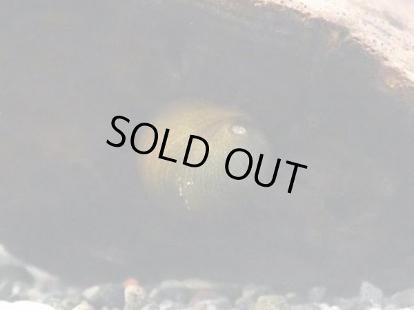 画像3: カバクチカノコガイ (3)