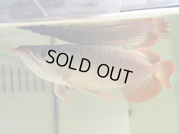 画像4: アジアアロワナ スーパーレッド 血紅龍(13cm±) (4)