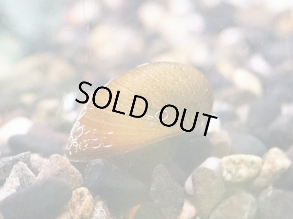 画像2: カバクチカノコガイ (2)