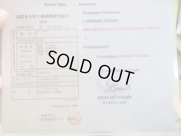 画像4: アジアアロワナ スーパーレッド 血紅龍(19cm±) (4)