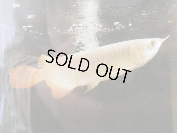 画像3: アジアアロワナ スーパーレッド 血紅龍(19cm±) (3)