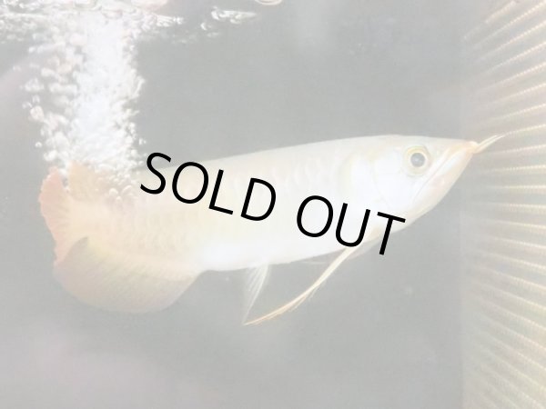 画像2: アジアアロワナ スーパーレッド 血紅龍(19cm±) (2)