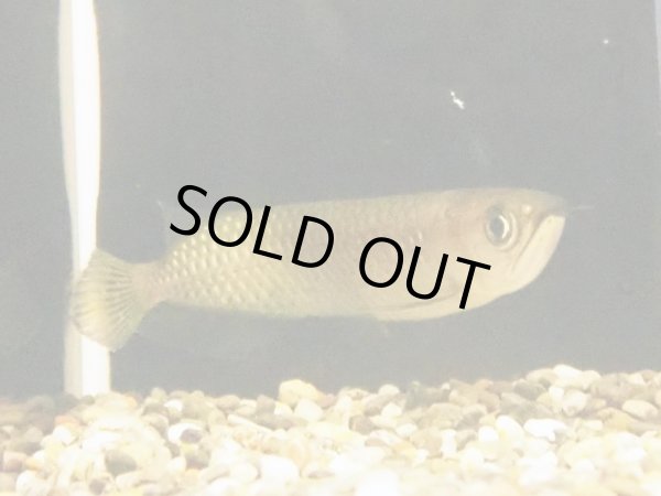 画像3: ノーザンバラムンディ(10cm±)WILD (3)