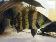 画像1: ニューギニア ダトニオ(13cm±)WILD (1)