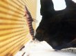 画像3: ゼブラキャット 美バンド(10cm±)WILD (3)