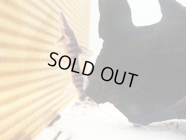 画像3: ゼブラキャット 美バンド(10cm±)WILD (3)