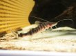 画像4: ゼブラキャット 美バンド(10cm±)WILD (4)