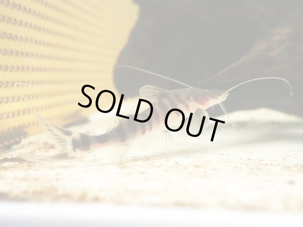 画像4: ゼブラキャット 美バンド(10cm±)WILD (4)