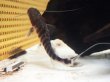 画像2: ゼブラキャット 美バンド(10cm±)WILD (2)