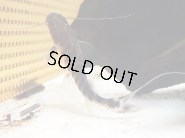 画像2: ゼブラキャット 美バンド(10cm±)WILD (2)