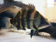 画像2: ニューギニア ダトニオ(13cm±)WILD (2)