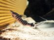画像1: ゼブラキャット 美バンド(10cm±)WILD (1)