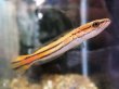 画像1: チャンナ ディプログラマ(8cm±)上物 WILD (1)