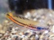画像2: チャンナ ディプログラマ(8cm±)上物 WILD (2)