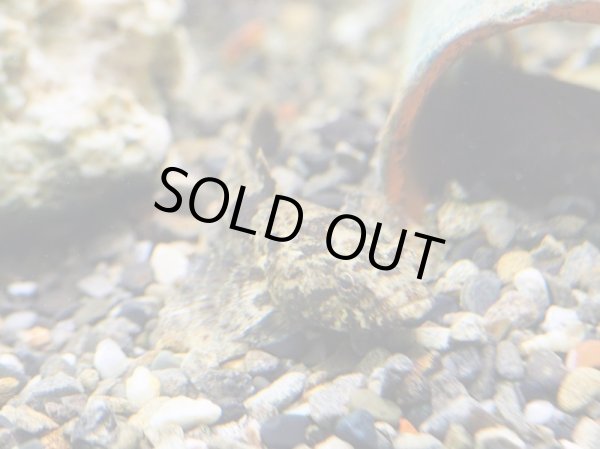 画像2: ドンコ(7cm±) (2)