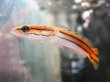 画像3: チャンナ ディプログラマ(8cm±)上物 WILD (3)