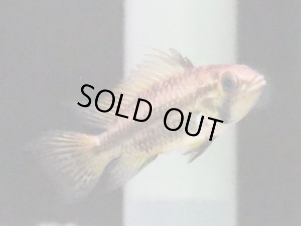 画像2: アピストグラマ カカトイデス(ダブルレッド) 1ペア 国産ブリード (2)