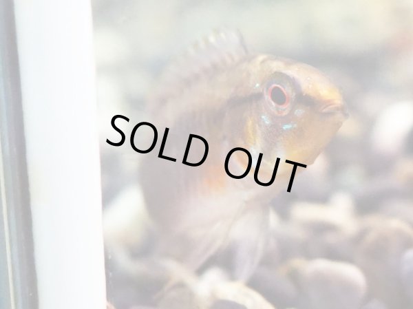 画像2: アピストグラマ ホングスロイ 1ペア EUブリード (2)