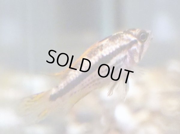 画像2: アピストグラマ カカトイデス(トリプルレッド)1ペア EUブリード (2)