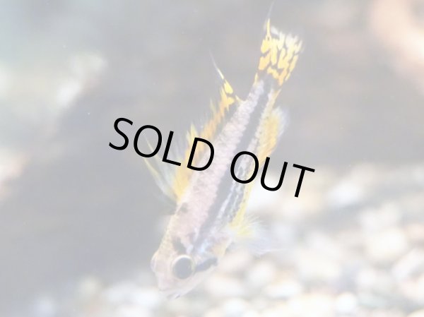 画像3: アピストグラマ カカトイデス(トリプルレッド)1ペア EUブリード (3)