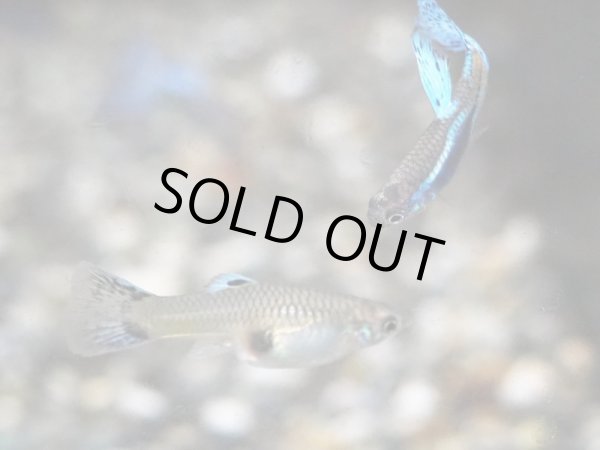 画像3: 国産グッピー ブルーグラス 1ペア (3)