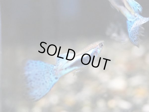 画像2: 国産グッピー ブルーグラス 1ペア (2)