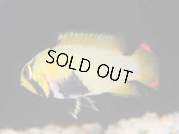 画像2: アピストグラマ パンドリニ 1ペア EUブリード (2)