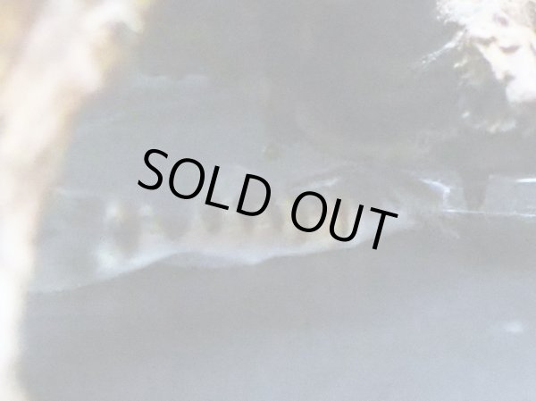 画像2: ゼブラキャット(10cm±)WILD (2)