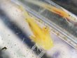 画像1: ウーパールーパー ゴールデン(4cm±)国産ブリード (1)